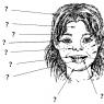 Описание внешности человека на английском языке, а также брови, глаза, ресницы